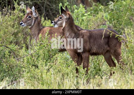 Waterbuck commun , nourrissons, Parc national de Manyara, Tanzanie Banque D'Images