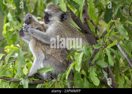 Singes Vervet, toilettage, parc national de Manyara, Tanzanie Banque D'Images