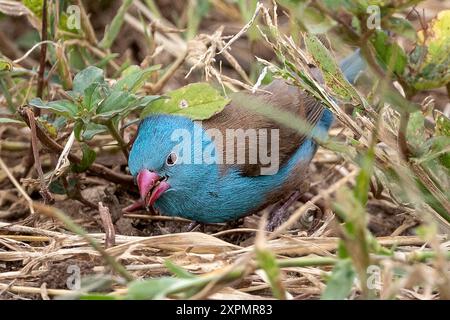 Cordonbleu, parc national de Manyara, Tanzanie Banque D'Images