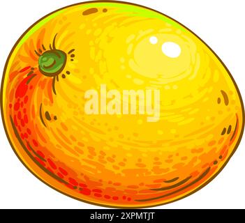 Illustration détaillée colorée de fruits de mangue. Illustration de Vecteur