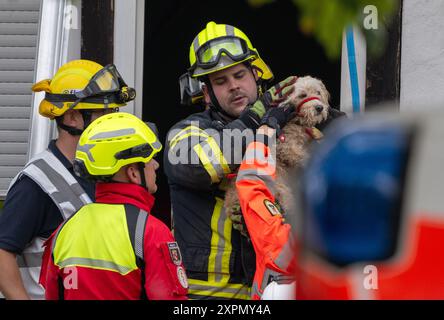 Krov, Allemagne. 07 août 2024,07 août 2024, Rhénanie-Palatinat, Kröv : les pompiers sauvent un chien des décombres. Selon la police, un étage d'un hôtel de la municipalité de Traben-Trarbach s'est effondré vers 23 heures. Photo : Harald Tittel/dpa crédit : dpa Picture alliance/Alamy Live News Banque D'Images