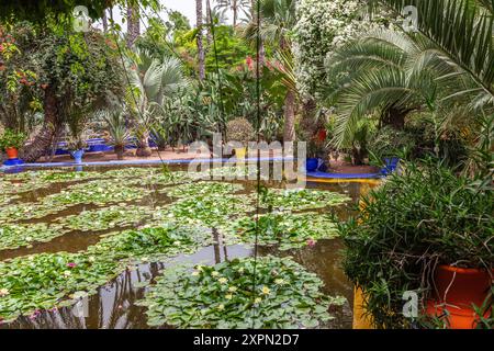 Étang couvert de nénuphars dans le jardin Majorelle, Marrakech Banque D'Images