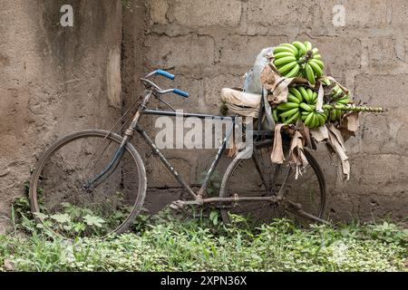 Transport de bananes, MTO Wa Mbu, la rivière des moustiques, village, Arusha, Manyara, Tanzanie Banque D'Images