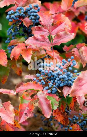 Grand Oregon Grape Holly Leaved Barberry montrant des feuilles rouges et des fruits mûrs bleus Mahonia aquifolium plante d'arbustes Mahonia montrant des couleurs Banque D'Images