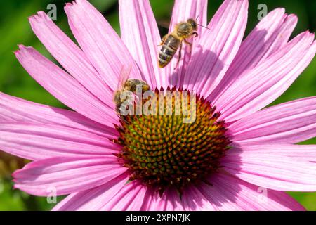 European Honey Bee Flying Apis mellifera Honeybee sur Coneflower Rose fleurs abeilles travaillant Banque D'Images
