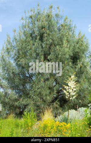 Pinus sabiniana Tree, Californie Foothill Pine Shape Banque D'Images