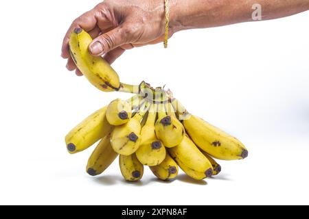 Main d'une femme cueillant une banane à partir d'un bouquet de bananes sur un fond blanc Banque D'Images