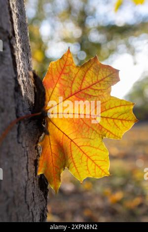 Bonjour, automne. photo d'automne atmosphérique saisonnière. Une grande belle feuille d'érable orange-jaune rétro-éclairé gros plan. Beauté de la nature. Placer pour le texte Banque D'Images