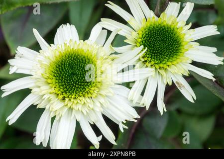 Blanc Vert fleur centrale Echinacea 'Delicious Nougat' Banque D'Images