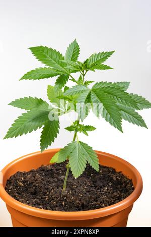 jeune plante de chanvre dans un pot de fleurs sur un fond clair Banque D'Images