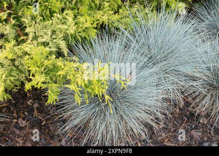 Festuca glauca Blauglut fétuque des moutons Chamaecyparis pisifera 'Gold Spangle' Banque D'Images