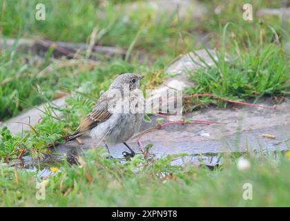 Jeune Wheatear, Mousa, Shetland Banque D'Images