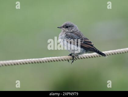 Jeune Wheatear, Mousa, Shetland Banque D'Images