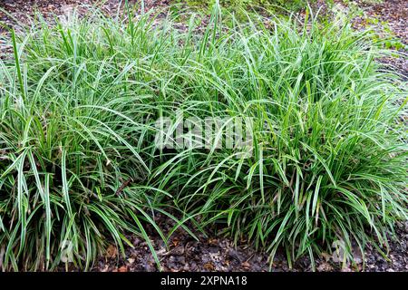 Cale d'herbe japonaise Carex « Ice Dance » Banque D'Images
