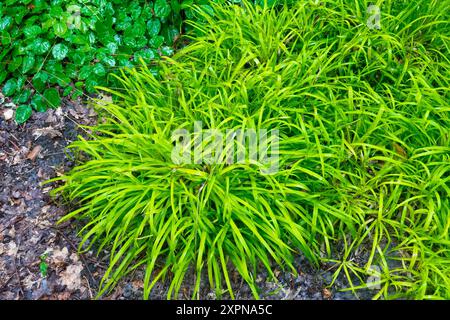 Luzula sylvatica « Wintergold » Banque D'Images