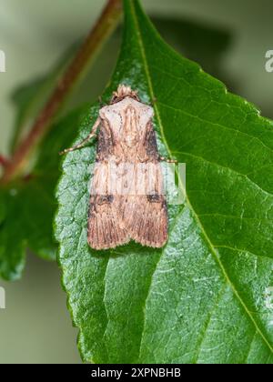 Papillon mâle en forme de navette, Agrotis puta, reposant sur une feuille dans un jardin britannique Banque D'Images