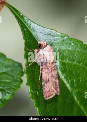 Papillon mâle en forme de navette, Agrotis puta, reposant sur une feuille dans un jardin britannique Banque D'Images
