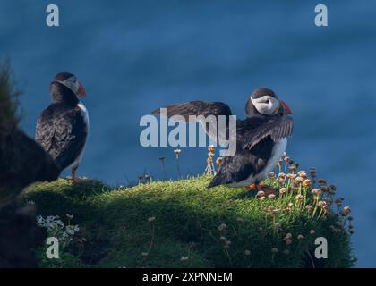 Atlantic Puffin, assis sur des falaises à Sumburgh Head RSPB Reserve, Sumburgh, Shetland Banque D'Images