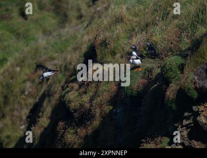 Atlantic Puffin, assis sur des falaises à Sumburgh Head RSPB Reserve, Sumburgh, Shetland Banque D'Images