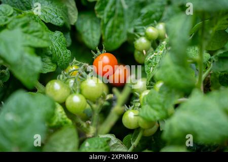 Plante verte avec des tomates poussant dans le lit. Micro plante naine de tomate, variété venus, cultivée en intérieur. Fond vert. Orientation paysage. Banque D'Images