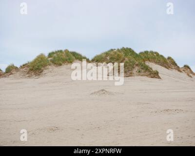 Rabjerg Mile - dune côtière migrante en mouvement près de Skagen, Danemark. Herbe poussant sur la dune de sable - Ammophila Arenaria. Banque D'Images