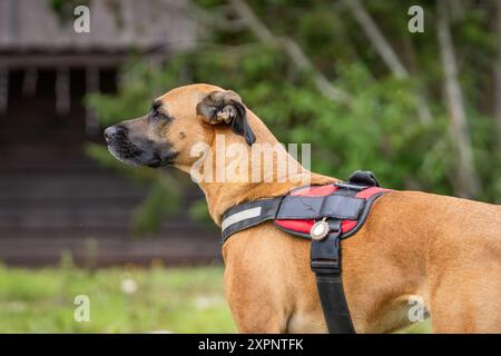 Gros plan portrait d'un chien mixte sur un fond d'herbe verte dans le parc. Portrait du chien métis (mongrel). Banque D'Images