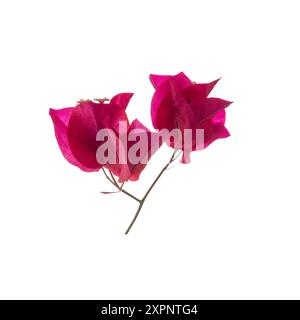 Fleur rose Bougainvillea isolée sur fond blanc. Banque D'Images