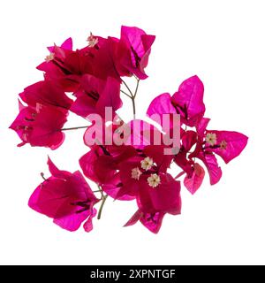 Branche fleurie, fleurs et inflorescence de bougainvilliers isolés sur fond blanc. Gros plan. Banque D'Images