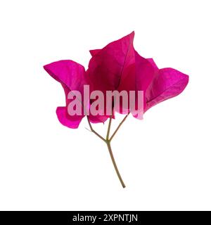 Branche fleurie, fleurs et inflorescence de bougainvilliers isolés sur fond blanc. Gros plan. Banque D'Images