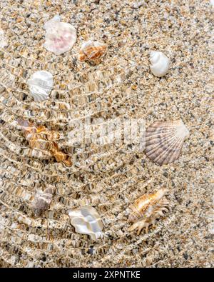 Coquillages sur sable. Fond de vacances d'été de mer avec espace de copie. Banque D'Images