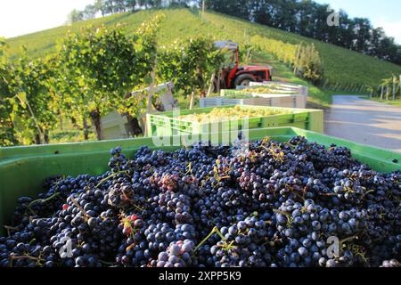 pendant les vendanges, les raisins rouges ou jaunes mûrs sont collectés dans des conteneurs de transport avant d'être transportés pour le pressurage Banque D'Images