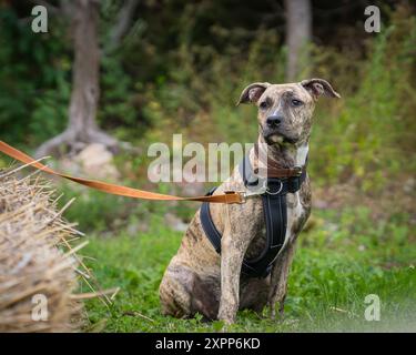 American Staffordshire Terrier en extérieur. Amstaff Brindle portrait de chien couleur. Banque D'Images