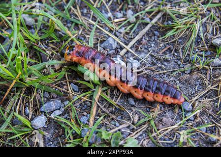 La grande chenille rouge de Goat Moth (Cossus cossus) rampant sur un terrain d'herbe Banque D'Images