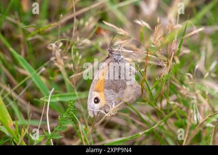 Eton, Royaume-Uni. 7 août 2024. Maniola jurtina, un papillon brun de prairie repose dans l'herbe dans un pré à Eton, Windsor, Berkshire. Crédit : Maureen McLean/Alamy Banque D'Images