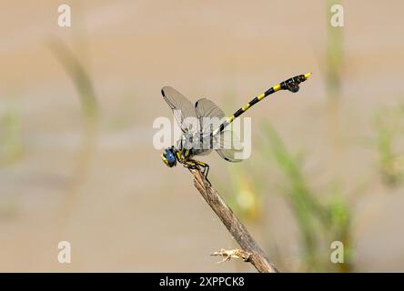 Grands, marqués audacieusement et d'apparence similaire, les mâles et femelles Common Tigertail se trouvent dans des zones ouvertes proches de plus grandes étendues d'eau Banque D'Images