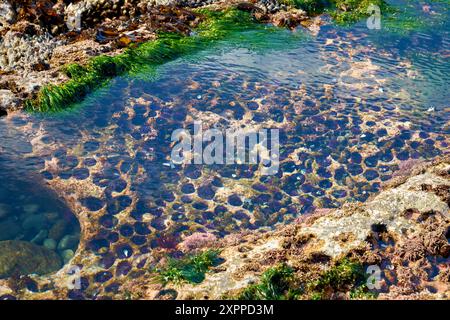 Oursins de mer du canal de marée. Bassins de marée avec oursins violets dans les parois rocheuses de Botanical Beach près de Port Renfrew BC. Banque D'Images