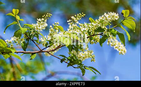 Cerisiers sauvages fleurissent à la lumière d'un soir de printemps, Bavière, Allemagne, Europe Banque D'Images