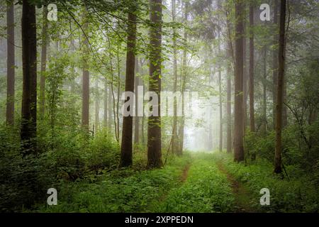 Matin brumeux dans une forêt au printemps, Bavière, Allemagne, Europe Banque D'Images