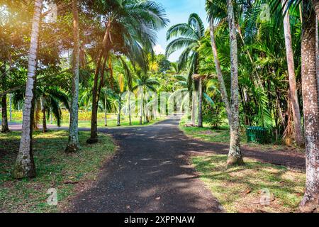 Jardin botanique Sir Seewoosagur Ramgoolam, Pamplemousses, île Maurice, avenue verte le long des arbres dans le jardin botanique de Pamplemousses. Banque D'Images