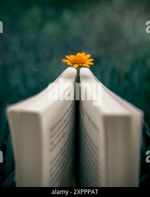 Livre ouvert debout avec une fleur sauvage jaune entre ses pages, tourné dans la nature avec manipulation artistique des couleurs et mise au point sélective Banque D'Images