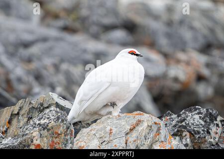 Rock Ptarmigan (Lagopus muta hyperborea), mâle, , Spitzberg, Svalbard, Norvège, Arctique Banque D'Images
