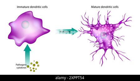 Cellules dendritiques de maturation. Cellules dendritiques immatures et matures. Illustration de Vecteur