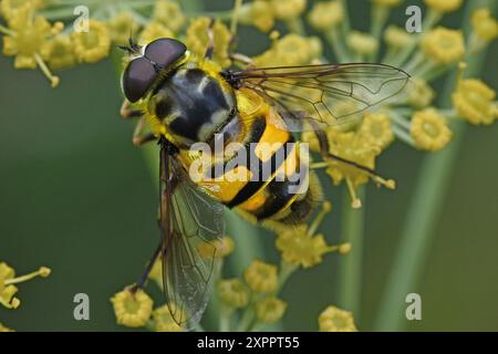 Batman Hoverfly, Myathropa Florea, sur le fenouil Banque D'Images