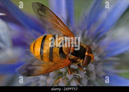 Hoverfly, Volucella Inanis, Hornet miment sur fenouil Banque D'Images