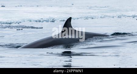 Petit rorqual (Balaenoptera acutorostrata), dans l'océan polaire nord, Spitzberg, Svalbard, Norvège, Arctique Banque D'Images