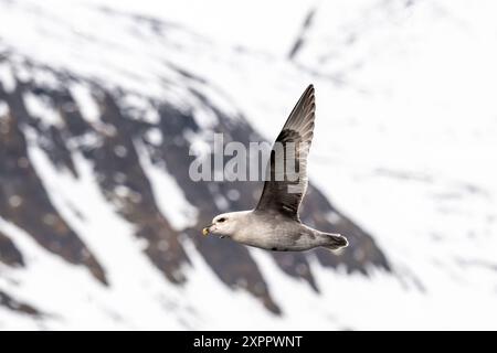 Fulmar devant la formation rocheuse, Spitzberg, Svalbard, Norvège, Arctique Banque D'Images