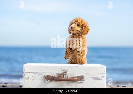 Caniche miniature met sa patte sur une valise en bois blanc au bord de la mer et fait un stand de main Banque D'Images