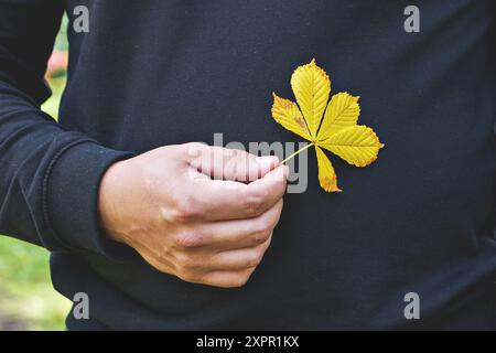 Main masculine tenant la petite feuille jaune d'automne tombée sur fond de vêtements noirs, gros plan Banque D'Images