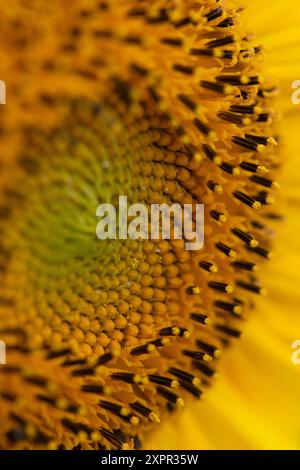 Eton, Royaume-Uni. 7 août 2024. De jolis tournesols jaunes plantés à la lisière d'un champ fermier à Eton, Windsor, Berkshire, fournissant une source vitale de pollen pour les abeilles et les pollinisateurs. Crédit : Maureen McLean/Alamy Banque D'Images