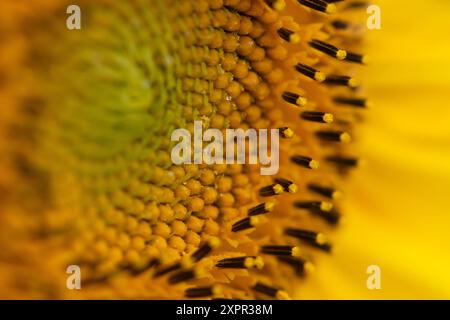 Eton, Royaume-Uni. 7 août 2024. De jolis tournesols jaunes plantés à la lisière d'un champ fermier à Eton, Windsor, Berkshire, fournissant une source vitale de pollen pour les abeilles et les pollinisateurs. Crédit : Maureen McLean/Alamy Banque D'Images